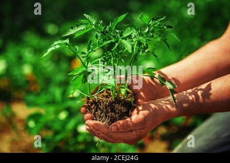 Tomates de semis dans les mains des agriculteurs mâles Banque D'Images