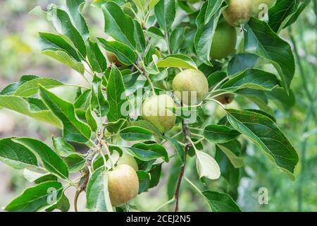 Fruits de pomme poussant sur une branche de pommier dans le verger. Mûrissement des pommes Banque D'Images