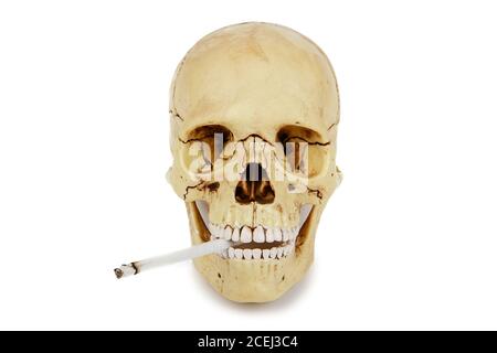 Le concept du mal de fumer. Crâne humain fumant une cigarette isolée sur fond blanc. La fumée tue ! Non-fumeurs ! Banque D'Images