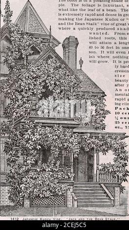 . Le livre de semences Maule pour 1922. Est livre. Vous avez manqué l'un des plaisirs du jardinage, si vous n'avez jamais cultivé des semis de Dahlias, Gladioli, Iris, etc. D'un paquet de semences, coûtant mais quelques cents, vous n'aurez pas seulement des fleurs tout au long de la saison mais une récolte de tubercules valant des manyTimes le coût d'origine des graines. BIOS 1412 KUDZU JAPONAIS VIGNE (Jack et la tige de haricot)Hardy vivace Climber somsare comme wistaria, mais plus grand dans la taille et avec de meilleurs clusters.la couleur est d'une agréable nuance de pur-ple. Le feuillage est luxuriant, un peu comme la feuille d'un haricot. Les Is vineti emely Banque D'Images