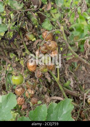 Plante de tomate et ses tomates vues gravement affectées par la brûlure de tomate. Banque D'Images