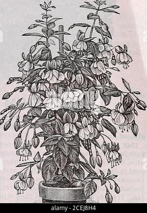 . Le livre de semences Maule pour 1922. En agitant des fleurs blanches pures doubles, et réussi dans n'importe quel sol de jardin. Les fleurs restent en fleur pendant longtemps et sont excellentes pour la coupe. 1 pied. Paquet, 10 cents; J^once, 35 cents. FUCHSIA (Ladys Ear Drop)Half Heurdy plantes vivaces AVell-connues, shrubbj peren-nial, adaptées à la maison en hiver et à la frontière en plein air de theshed dans le thesummer. De graines de mousse faciles à cultiver. L'une des plus belles et satisfaisantes de toutes les usines WIN-dow. Les fleurs sont aredélicates et gracieuses en forme riche en couleur. Les shadesInclude rouge, blanc, violet, etc., dans divers combina Banque D'Images