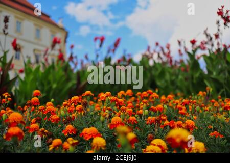 Orange African Marigold (Tagetes Erecta) dans le jardin du Château de Valtice pendant la Sunny Journée d'été. Banque D'Images