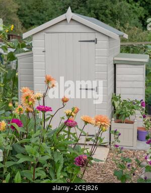 Fleurs de jardin, y compris dahlias, vues contre un blanc flou net hangar sur l'allotissement. Banque D'Images