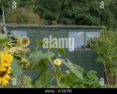 Grand abri de jardin vert avec fenêtres, fond vert flou et fleurs au premier plan. Composition horizontale en gros plan, ambiance isolée. Banque D'Images