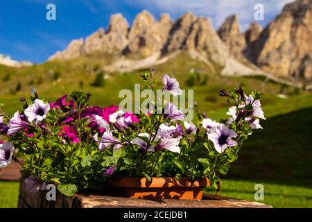 Pétunia dans un pot contre la belle vue des montagnes alpines lors d'une Sunny jour d'été. Passo Giau avec le mont Gusela en arrière-plan, Dolomites, Or Banque D'Images