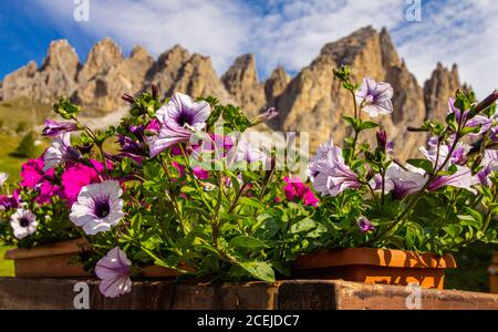 Pétunia dans un pot contre la belle vue des montagnes alpines lors d'une Sunny jour d'été. Passo Giau avec le mont Gusela en arrière-plan, Dolomites, Or Banque D'Images