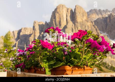 Pétunia dans un pot contre la belle vue des montagnes alpines lors d'une Sunny jour d'été. Passo Giau avec le mont Gusela en arrière-plan, Dolomites, Or Banque D'Images