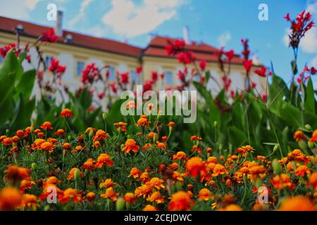 Orange African Marigold (Tagetes Erecta) dans le jardin du Château de Valtice pendant la Sunny Journée d'été. T Banque D'Images