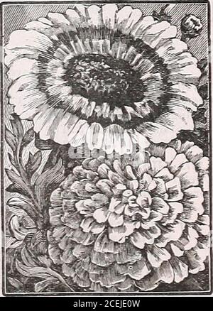 . Le livre de semences Maule pour 1922. Lueur d'or pour bébé. 1231 Chrysanthemum 1225 MARIÉE, ROBE. Les plantes poussent environ 1 pied de haut; le feuillage finement haché est presque caché par le manteau de fleurs doubles blanches pures, qui couvrent l'ensemble de la plante tellement qu'un lit de ceci ressemble à un déneigement. Il sera en grande demande comme plante de couchage, et alsomakes une bonne fleur coupée. Les pétales des fleurs sont très proches et ressemblent, dans une certaine mesure, à une double Marguerite. Paquet, 10 cents. 1227 SEUL MÉLANGE LE PLUS FIN. Ces faire un bel affichage.les fleurs de Marguerite-comme sont main-somely marqué, habituellement dans les anneaux de bandsor de Banque D'Images