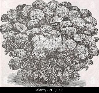 . Le livre de semences Maule pour 1922. Lueur d'or pour bébé. 1231 Chrysanthemum 1225 MARIÉE, ROBE. Les plantes poussent environ 1 pied de haut; le feuillage finement haché est presque caché par le manteau de fleurs doubles blanches pures, qui couvrent l'ensemble de la plante tellement qu'un lit de ceci ressemble à un déneigement. Il sera en grande demande comme plante de couchage, et alsomakes une bonne fleur coupée. Les pétales des fleurs sont très proches et ressemblent, dans une certaine mesure, à une double Marguerite. Paquet, 10 cents. 1227 SEUL MÉLANGE LE PLUS FIN. Ces faire un bel affichage.les fleurs de Marguerite-comme sont main-somely marqué, habituellement dans les anneaux de bandsor de Banque D'Images