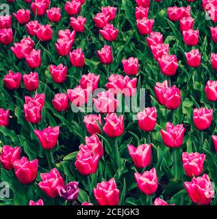 Une émeute de tulipes roses avec une tulipe pourpre solitaire Dans une mer de verdure aux jardins de Keukenhof dans le Pays-Bas Banque D'Images