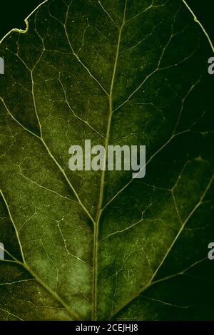 Vue macro de la texture de la feuille Banque D'Images