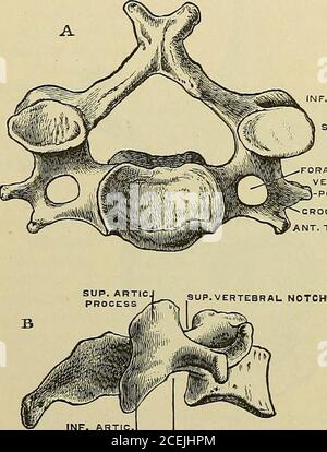 . Les éléments anatomiques de Quain. Formés, unis par les ligaments, constituent le canal neuronal spinalor, qui loge la moelle épinière. Texture.—les corps des vertébrés sont presque entièrement composés de substance spongieuse, la lamelle principale étant verticale ; À la surface se trouve une fine couche de tissu compact.les canaux veineux, commençant à la plus grande foramina derrière, traversent la structure spongieuse.l'arche et les processus contiennent une proportion beaucoup plus petite de substance spongieuse, étant recouvert de tissu compact de densité considérable dans certains endroits. GROUPES DE VERTEBRiE. Les vertébrés sont divisés en fi Banque D'Images