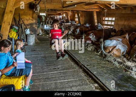 Balançoires dans l'écurie sur le Pöris Alp. Cheville enfants de Franziska et Christian Zurbrügg. De là, le Lenkerhof reçoit son fromage de chèvre frais. ALP Dairy, Lenk, Suisse, Lenk, Suisse Banque D'Images