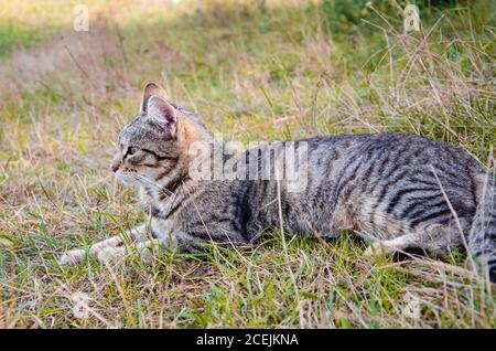 Chat de rue dans lit de fleur. Le chat gris moelleux est assis dans l'herbe verte. Banque D'Images