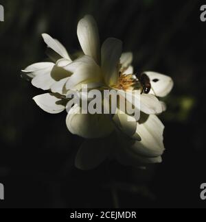 Gros plan de petit insecte assis sur des pétales de belle fleur blanche Banque D'Images