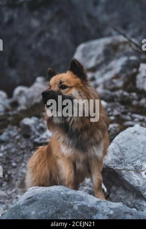 Chien à fourrure assis près du rocher Banque D'Images