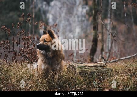 Chien drôle dans la forêt d'automne Banque D'Images