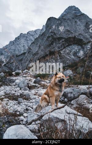 Chien à fourrure assis près du rocher Banque D'Images