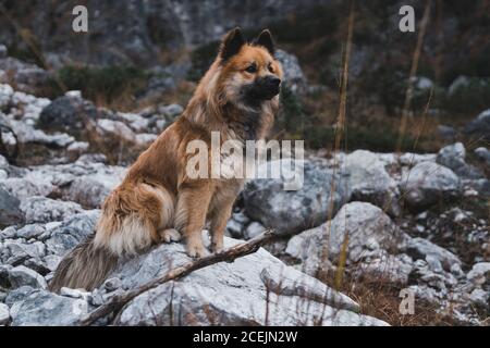 Chien à fourrure assis près du rocher Banque D'Images