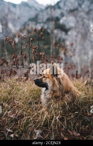 Chien drôle dans la forêt d'automne Banque D'Images