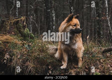 Chien drôle dans la forêt d'automne Banque D'Images