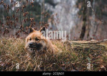 Chien drôle dans la forêt d'automne Banque D'Images