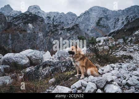 Chien à fourrure assis près du rocher Banque D'Images