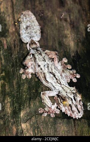 Gecko Uroplatus sikorae à queue de feuilles de mousse, Parc national d'Andasibe, Madagascar Banque D'Images
