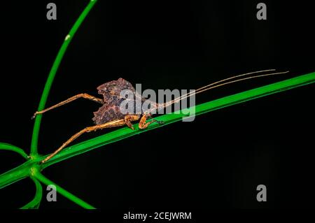 Katydid, Typophyllum sp., Réserve nationale de Tambopata, région de Madre de Dios, province de Tambopata, Pérou, Amazonie Banque D'Images