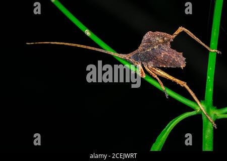 Katydid, Typophyllum sp., Réserve nationale de Tambopata, région de Madre de Dios, province de Tambopata, Pérou, Amazonie Banque D'Images