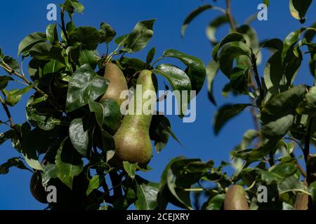 Conférence poires mûrissant sur un arbre de poire dans le Yorkshire, Angleterre. Banque D'Images