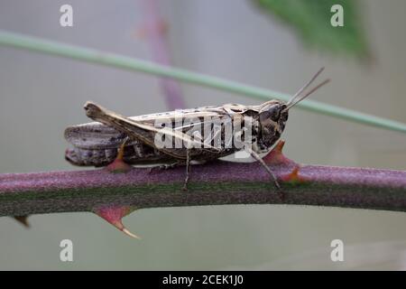 Une sauterelle de champ commune (Chorthippus brunneus) sur une tige de saumure Banque D'Images