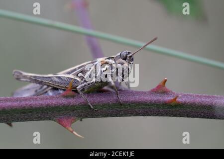 Une sauterelle de champ commune (Chorthippus brunneus) sur une tige de saumure Banque D'Images