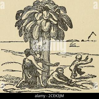 . La place de l'homme dans la nature, et d'autres essais anthropologiques gua Italica excerpta,num Latio sermone donata ab August. Cassiod. Reinio. Iconibus et imag-inibus rerum memorabilium quasi vivis, opéra et industriel Joan. Theodoriet Joan, Israéliens de Bry, fratrum exornata. Francofurti, mdxcviii. LA PLACE DU MANS DANS LA NATURE les singes sont autant de jaillants de l'imagination des frères ingénieux que le dragon à deux pattes et tête de crocodile qui orne la même plaque ; ou, d'autre part, il se peut que les partisans de la pensée aient construit leurs dessins à partir d'une description bien fidèle d'un Gorilla ou d'un A. Banque D'Images