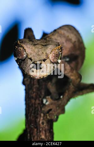 Montagne d'Ambre Gecko à queue de feuilles, Uroplatus finanavana, Parc national de la montagne d'Ambre, Madagascar Banque D'Images