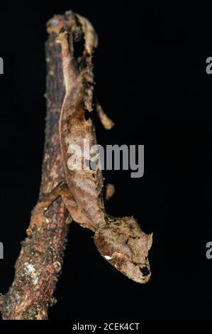 Montagne d'Ambre Gecko à queue de feuilles, Uroplatus finanavana, Parc national de la montagne d'Ambre, Madagascar Banque D'Images
