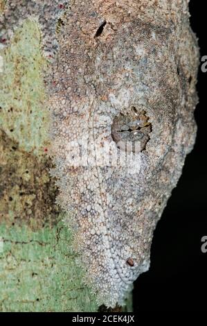 Gecko à queue de feuilles de Henkel, Uroplatus henkeli camouflé sur le tronc des arbres, Parc national d'Ankarana, Madagascar Banque D'Images