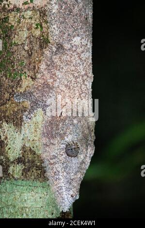 Gecko à queue de feuilles de Henkel, Uroplatus henkeli camouflé sur le tronc des arbres, Parc national d'Ankarana, Madagascar Banque D'Images