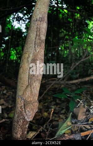 Gecko à queue de feuilles de Henkel, Uroplatus henkeli camouflé sur le tronc des arbres, Parc national d'Ankarana, Madagascar Banque D'Images