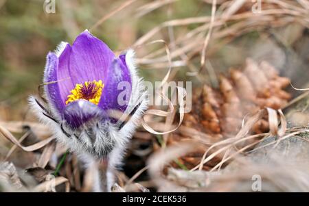 Plus violet - Anémone pulsatille Pulsatilla grandis - de plus en plus de l'herbe sèche, Close up detail Banque D'Images
