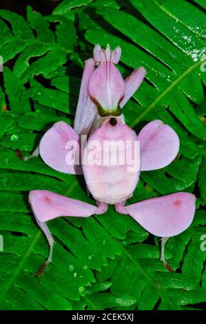 Mantis d'orchidées roses, mantis d'orchidées malaisiennes, Hyménopus coronatus, ou Hyménoprus bicornis, mantis de fleurs, mantis de prière qui imite à la perfection Banque D'Images