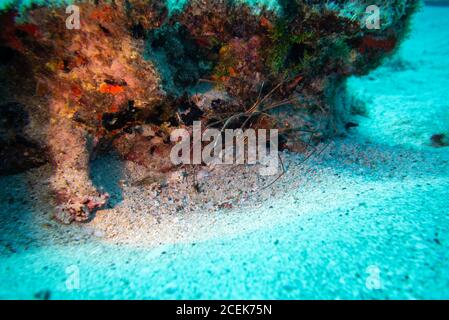 Araignée de mer, îles canaries de fuerteventura Banque D'Images