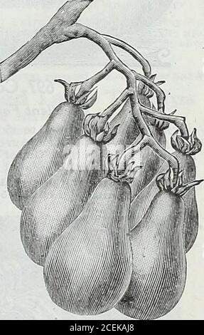 . Le livre de semences Maule pour 1922. 653 Maucaberd^tomates engificaentes ♦ Yew ^ Grand, rond. Doux, magnifique, fruit rouge (rouge vif) Jamais befor :comme n'importe quelle tomate a été gro^n si avec succès dans toutes les sections de tbecountry comme Maules MagniaCv il. Les vignes donnent des récoltes plus grandes que les autres tomates d'équalatreage. Le fruit est grand, sjilid et lisse. Prêt à être choisi dans 120 jours. C'est une bonne benne, ne se fissure pas ou ne pourriture; inégalée pour le jardin à la maison, soit pour trancher ou à la conserve.paquet, 10 cents; demi-once, 25 cents; once, 40 cents; quart de ponnd,S1.10; livre, S4.00. Postpayé. Postpayé en ThisSeed Bo Banque D'Images