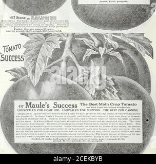 . Le livre de semences Maule pour 1922. wmh mm, Wm i f / 66^ Matchless, une tomate bien nommée (rouge cardinal.) L'un des meilleurs et des plus populaires pour les généraanting. La couleur est un rouge cardinal riche. Les fruits sont grands ; rj- lisses et solides, et portent en permanence sur le thfason. Mûrit en 120 jours. Inégalé pour le marché ou la table, 10 ceiits; once, 4:0 ceuts; quart de livre, si.10;poiiud, 4.00 $, postpayé. Le tomatla des Grands Cannons la variété de récolte principale standard (rouge vif.) Le fruit est de bonne taille, de couleur rouge vif, d'une douceur parfaite et de la meilleure qualité de table. C'est une tomate principale célèbre Banque D'Images