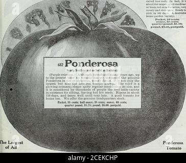 . Le livre de semences Maule pour 1922. 666 Pierre de Dwarf la plus grande tomate d'arbre rouge de Dwarf (Rouge de Blight.) Cette souche de Dwarf Stone tomatois est plus productive, plus ancienne et plus grande fruitée que toute autre espèce d'arbre. En fait. Il Isis la plus grande de toutes les variétés naines de peau rouge de brousse, verymeaty et délicieux. Prêt à topiquer en 100 jours. Une variété de jardins à la maison. Paquet, 10 cents; Ouuce, 10 cents; quart de livre, 1.10 $; ponud, 1.00 $, postpayé. rhe Largestoof All PonderosaTomato I 98 WM. HENRY MAULE, INC., PHILADELPHIE, PA., 1922 Banque D'Images