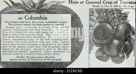 . Le livre de semences Maule pour 1922. 680 ^ommDia très grand; chair solide, peu de graines; cropper merveilleux• la plus grande tomate pour le jardin à la maison ou la mise en conserve de rouge vif.) Columbia est un très grand, smoot!otan, bien formé et profond de la tige à la fleur d'une couleur rouge vif et mûre jusqu'à la tige est solide, avec très peu de graines. Le feuillage est beaucoup plus lourd que le matchless. C'est un merveilleux fuxrer, dépassant beaucoup des meilleurs sortsmatoes de culture courir plus uniforme que n'importe quel autre varietyd il n'a pas autant de petits fruits dans le tert de la saison, un fait qui sera grandement appre, ted par tous les g Banque D'Images