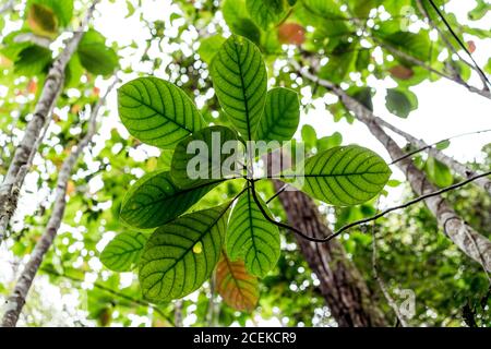 D'en-dessous de belles feuilles verdoyantes sur une branche mince de bois exotique En forêt en Malaisie Banque D'Images