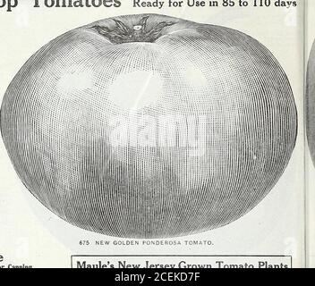 . Le livre de semences Maule pour 1922. h tomate pour usage domestique ou mise en conserve (rouge foncé.) Les fruits sont grands, rouge foncé incolor, et parfaitement lisse. La chair est solide et d'excellente saveur, mûrissement en environ 100 jours. Les vignes sont grandes, vigoureuses et exceptionnellesproductives. Excellente maison ou marché. Paclset, 8 cents; once, 3.5 cents; quart de livre, S 1.00; livre, S3.50, postpayé. Les clients peuvent commander des demi-livres au poundrate, 3 livres ou plus au taux de 5 livres, postpayé. 659 Grande entreprise de Baltimore et de Meaty. Excellent pour la table ou pour la mise en conserve (rouge brillant.) Ce grand, deuxième pro de variété précoce Banque D'Images